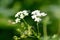 Close up of a hoverfly flying towardsÂ  a flower, on a blurred green background